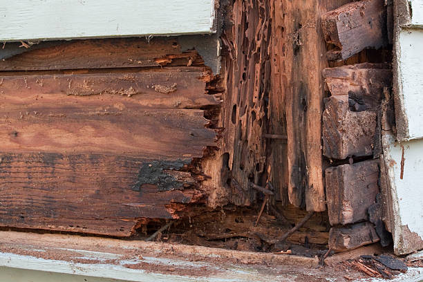 The Minute Man Termite Control and Repairs